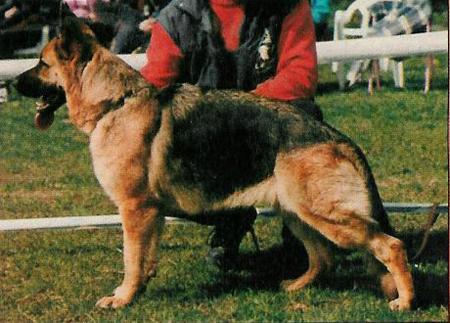 Satina von der Urbecke