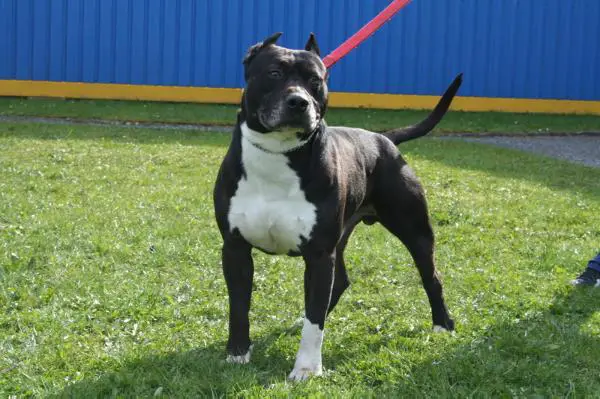 Urgo du Templier du Vermandois