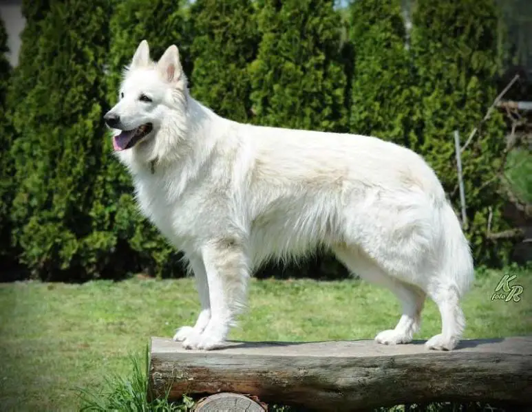 CZ CH,RES.CACIB,CAC Derin Nubika