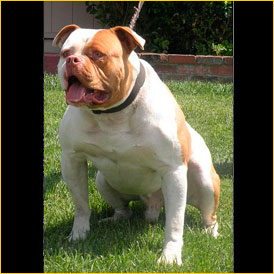 Megabulls Totty of Billy Bulldog