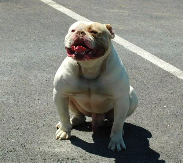 THUG BULLY CAMP TYSON