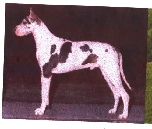 T.R.'s The Scout Master