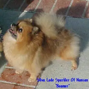 Silva Lade Sparkler Of Nansan