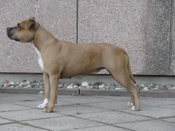 Parastone`s Batteries Not Included