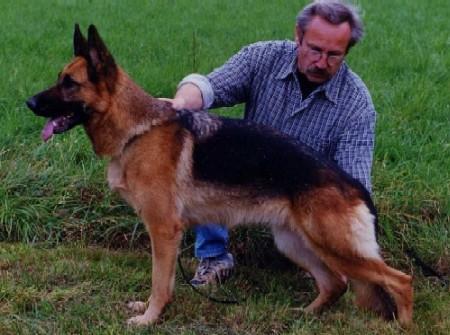 V Ronja von der Wienerau