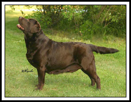 CH (US) Epoch's Rum Raisin The Banner