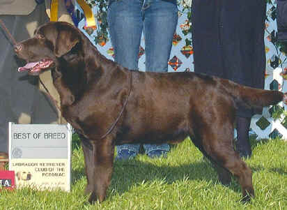 AM CH, CAN CH Chablais John Kaffe