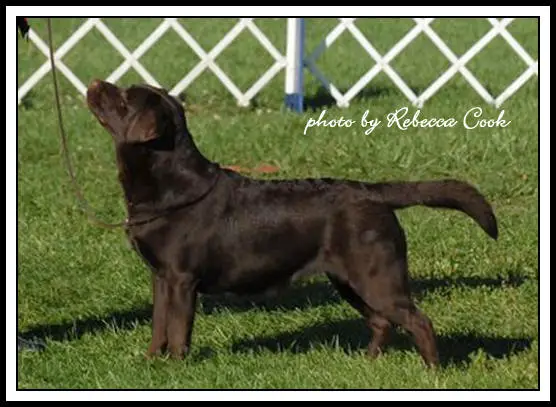 Epoch labradors hot sale