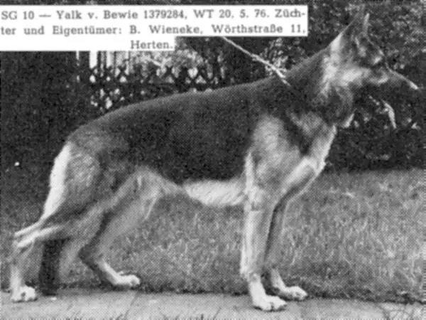 Yalk von Bewie