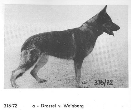 Drossel vom Weinberg