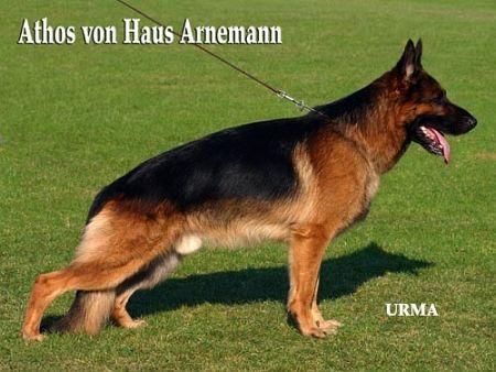 V49 Athos von Haus Arnemann