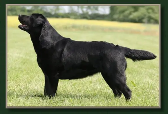 AKC GCH Dry Creek Paradocs Onyx