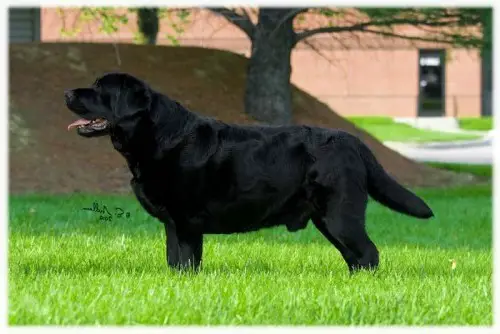 Lobuff Hollyridge Wizard Of Oz