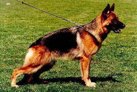 Seinara von Bad-Boll