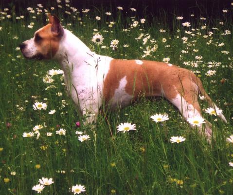 CH UA, CH MOL Lucky Lee Bonita O.J.