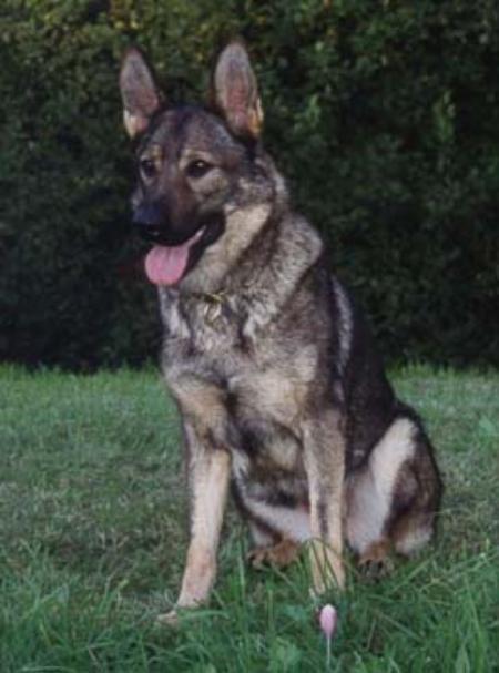 Eischa vom Altbacher Wald