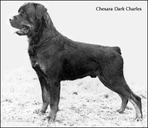 ENG CH Chesara Dark Charles