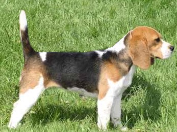 CH SR, CACIB, 7XCAC AMBROSIE of Volcano Cotopaxi