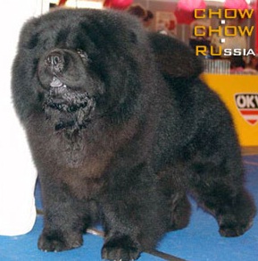 king chow chow