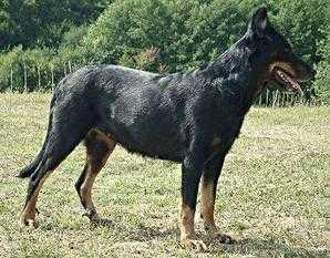 Selection Cibeins 1996 Jiselle Du Gardien De La Puissance