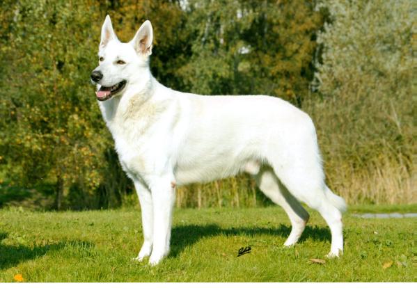 MULTICHAMPION D,H,RO Handur vom Bozener Hof