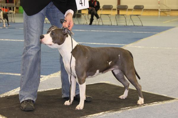 From gladiatordogs destiny