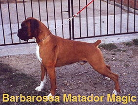 Barbarossa Matador Magic