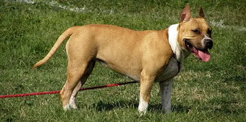 JHC UA, CH UA Cacao Cream Bonita O.J.