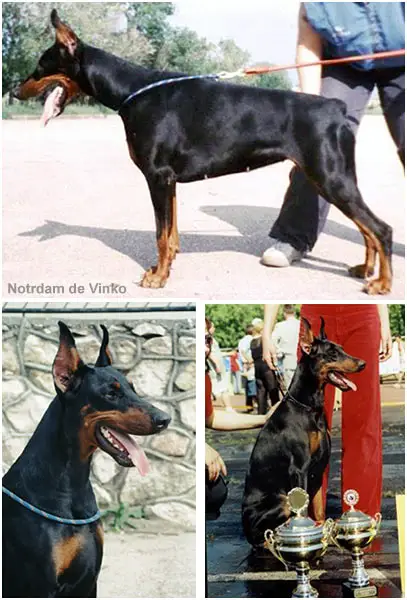 INT. CH. Notrdam De Grande Vinko