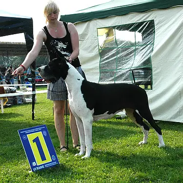 INTERCHAMPION, Oldbluz Uvertyura