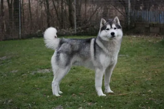 ÖCH Arthur Of Doghouse Farm