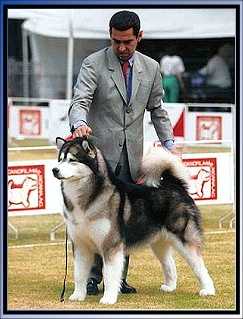 BIS, CH Silverice's Outlaw