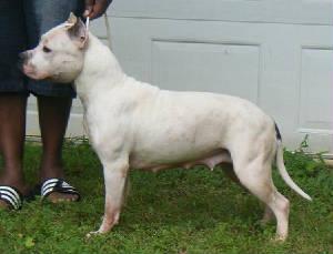 Cicero's Mirror Image