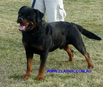 NRC(A) CH. Dandi von der Maxi Rott