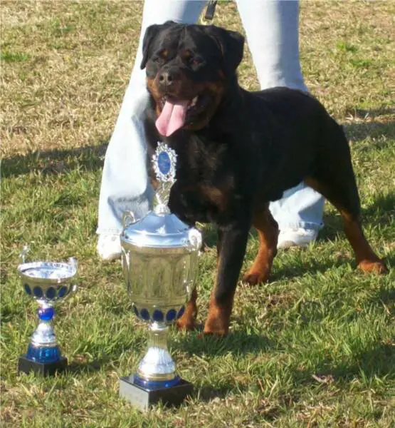 EUROPEAN CHAMPION axel black pearl from panovic