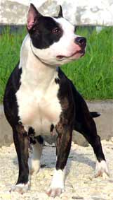 CH RUS, JUN. CH RUS Aller Best Valentinka