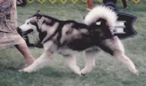 MULTI BISS AM CH Morningstar Dancing On Sno Ridge