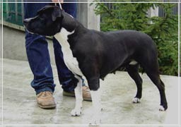 white rock mona lisa