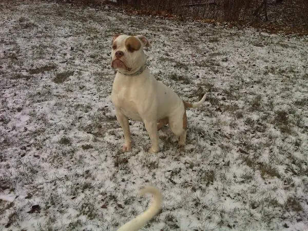 DUEL CH Tough Enoughs AB's Venus Red of Sauga City Bullies