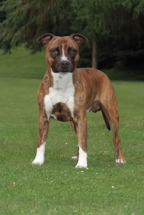 Blue Rivers Old Hickory Max