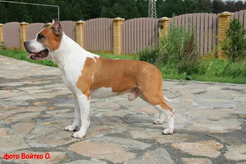 GR.CH, CH.RUS,CH CLUBA. CH.RKF Оlimp Apperkot Dzhoker Leo Hard