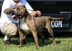 Iron Cross Giant Disciple