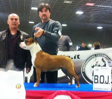 Praetorian Staff Golden Girl Expertoclass