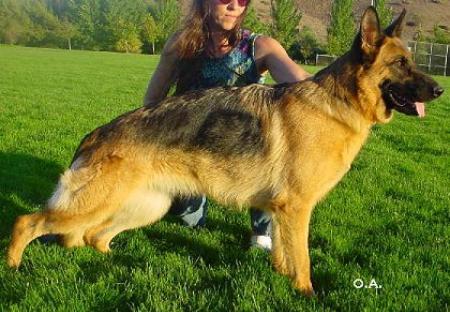 V Gwendy von der Wolfsmatte