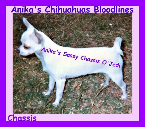 Anika's Sassy Chassis O' Jedi