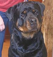 Viggi iz Tverskogo Doma