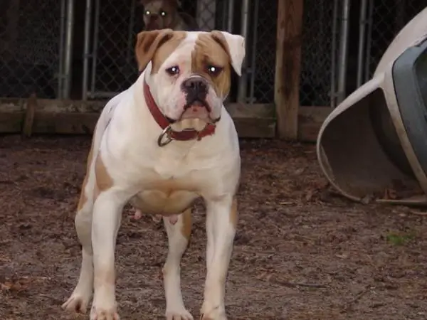 Triple K's Bookie .22 .34