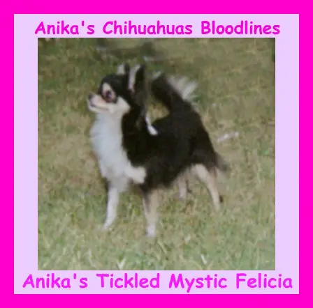 Anika's Tickled Mystic Felicia-L