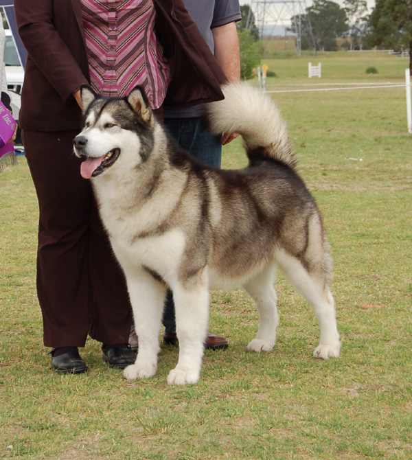 BIS BISS AM/AUST CH Sno Klassic N Nanuke'sThe Real Thing