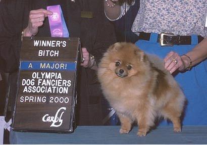 AM CH Rise N Shine's Leading Lady